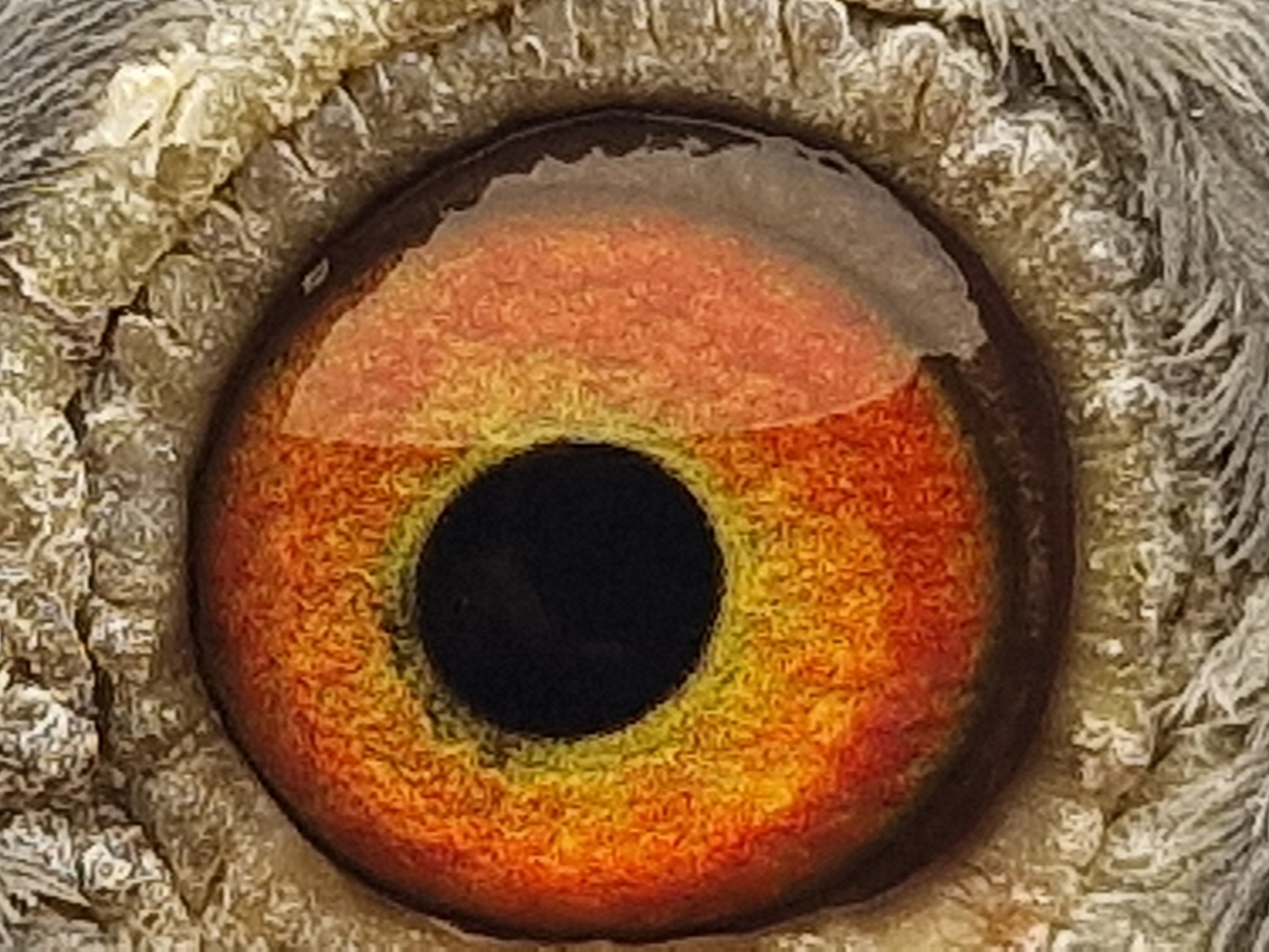 Pigeon eye